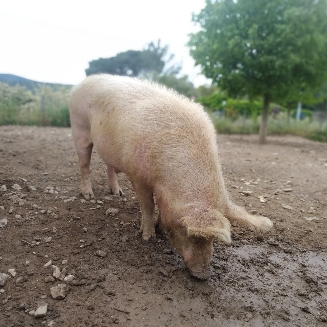 Ferme pédagogique de Pignans, Il était une fois la ferme 2